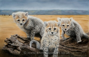 cheetah-cubs.jpg