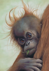 baby-orangutan.jpg