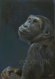 gorilla fine art print