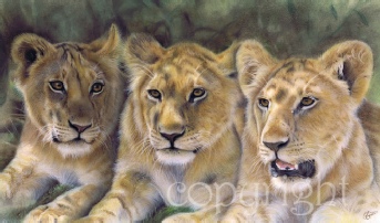 Lion Cubs wildlife print 