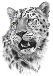 Modern leopard print - wildlife print