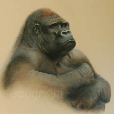 Lowland gorilla print - wildlife painting