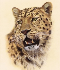 Leopard print - wildlife pastel painting