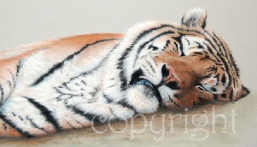 Tiger limited edition print - wildlife art