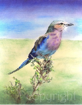 Wildlife painting - lilac breasted roller