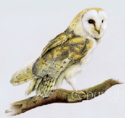 Barn Owl limited edition wildlife print