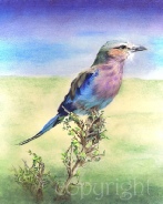 Lilac Breasted Roller wildlife painting