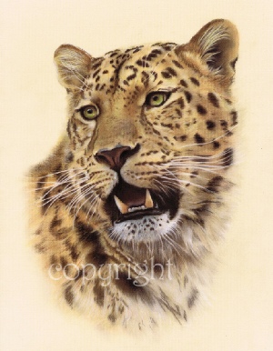 Wildlife painting - Amur leopard