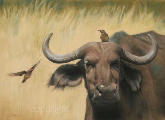 Buffalo and Oxpeckers - click for more detail