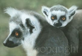 Ringtailed Lemur painting