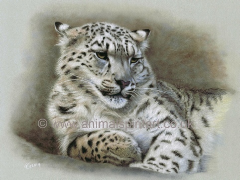 snow-leopard-painting.jpg