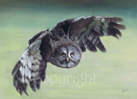 great grey owl bird of prey painting