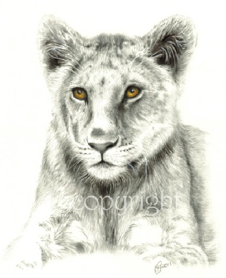 Wildlife drawing - lion cub
